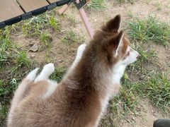 -爪吧宠物乐园 (温榆河示范区店)