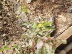 -万源龙顺度假庄园生态观光园