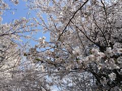 -高东镇樱花园