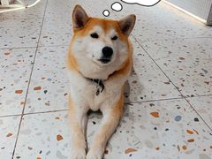 -柴务处·柴犬主题狗咖