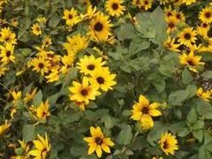 -映月湖公园