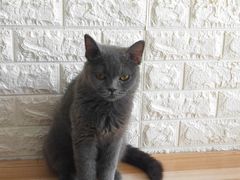 -平行世界·猫咖(首经贸店)