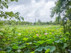 -上海长兴岛郊野公园