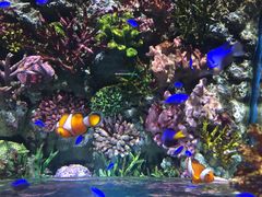 -暹罗海洋世界