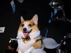-超宠爱宠物摄影-Super pet