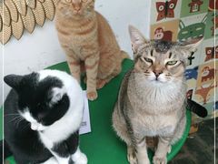 -喵屿·大理花园猫咖