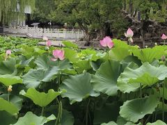 -莲湖公园