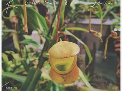 -上海辰山植物园