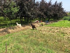 -呼吸森林·生态农庄农家乐私房菜