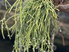 -北京植物园-展览温室