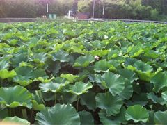 iphone_upload_pic-蠡湖大桥公园