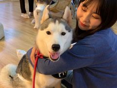 -Husky Go! 哈士奇体验馆·宠物咖啡厅狗咖