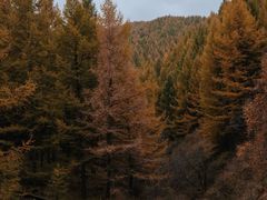 -苏木山森林公园