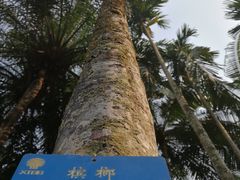 -中国科学院西双版纳热带植物园