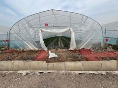 -喜杨洋草莓采摘园