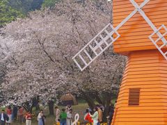 -苏州上方山国家森林公园