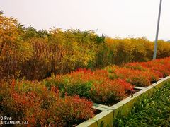 -大兴滨河森林公园