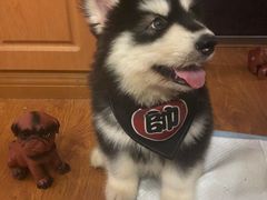 -翊宠yipet猫狗购宠庄园犬舍•猫舍