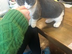-猫猫幼稚园·撸猫·桌游·电玩