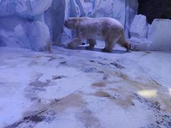 -芜湖新华联大白鲸海洋公园