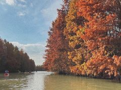 -上海海湾国家森林公园