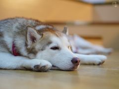 -Husky Go! 哈士奇体验馆·宠物咖啡厅狗咖