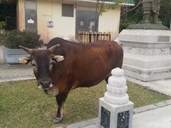 游乐设施-宝莲禅寺