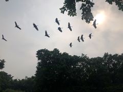 -广州长隆飞鸟乐园