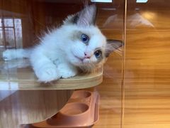 -喵百万·布偶·蓝金金渐层英短·猫舍(百子湾店)