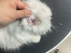 -佳雯宠物医院·皮肤科·内外科(春晓路分院)