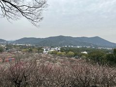 -香雪海