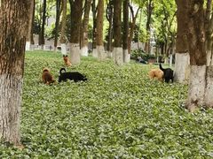 -重庆市江北嘴中央商务区中央公园