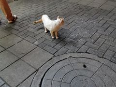 -舒小笼松针小笼包