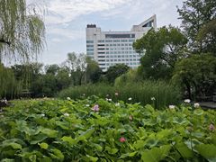 -莲湖公园