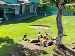 -西霞口神雕山野生动物世界