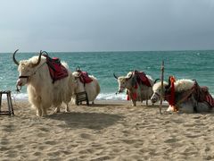 -青海湖国家重点风景名胜区