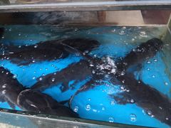 -浔味·山屿湖·正宗淳牌全鱼宴老字号