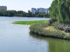 -大兴滨河森林公园