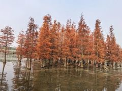 -白鹭湾湿地公园