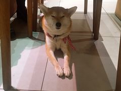 -柴务处·柴犬主题狗咖