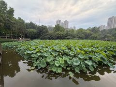 -龙头寺公园