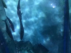 -暹罗海洋世界