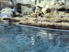 -帝企鹅自助餐厅•儿童岛•真企鹅(长隆企鹅酒店)