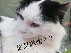 -猫亿天猫咖