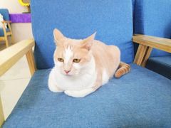 -鼓捣猫呢主题猫咖店