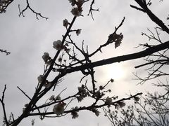 -香雪海