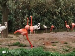 火烈鸟-野生动物园-停车场