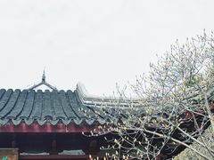 -八大山人梅湖景区
