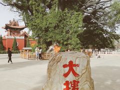 -大槐树寻根祭祖园
