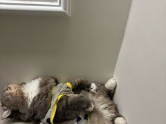 -派特宠物医院(圆融广场店)